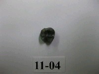 藏品(獼猴齒)的圖片